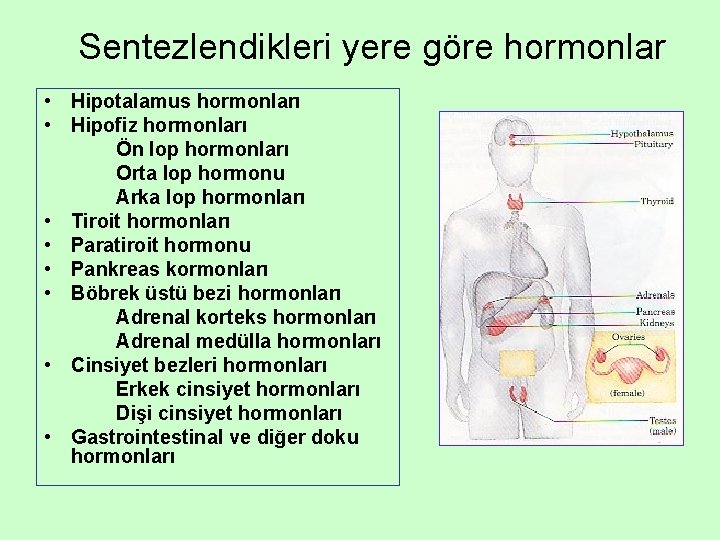 Sentezlendikleri yere göre hormonlar • Hipotalamus hormonları • Hipofiz hormonları Ön lop hormonları Orta