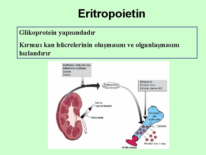 Eritropoietin Glikoprotein yapısındadır Kırmızı kan hücrelerinin oluşmasını ve olgunlaşmasını hızlandırır 