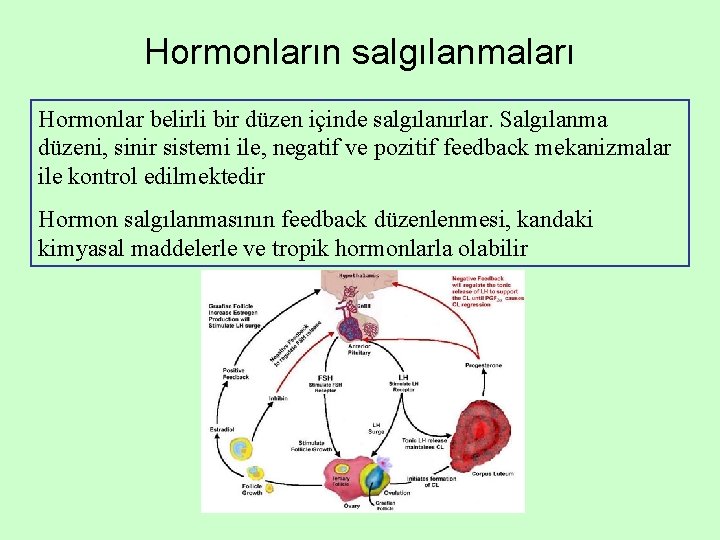 Hormonların salgılanmaları Hormonlar belirli bir düzen içinde salgılanırlar. Salgılanma düzeni, sinir sistemi ile, negatif