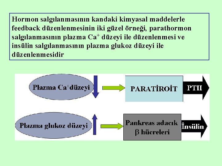 Hormon salgılanmasının kandaki kimyasal maddelerle feedback düzenlenmesinin iki güzel örneği, parathormon salgılanmasının plazma Ca+