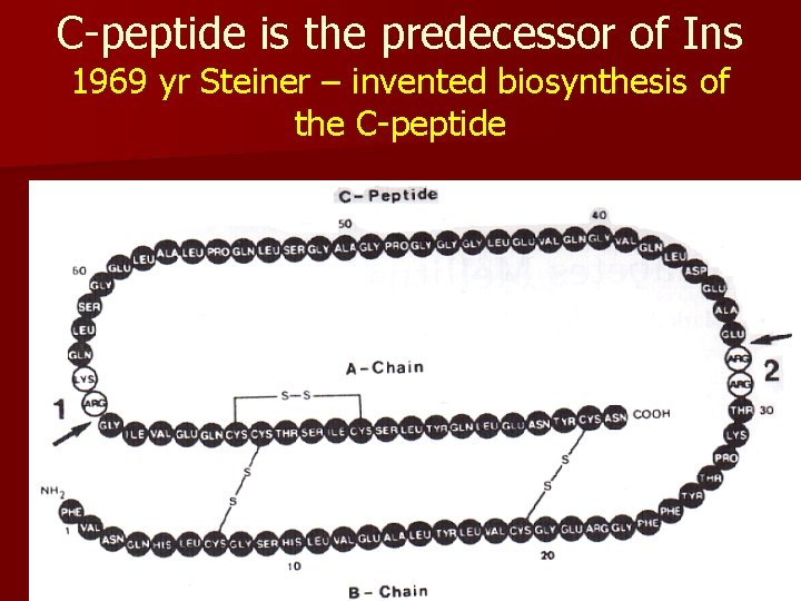 С-peptide is the predecessor of Ins 1969 yr Steiner – invented biosynthesis of the