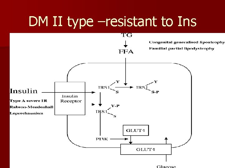 DM II type –resistant to Ins 