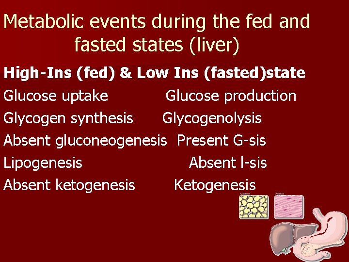 Metabolic events during the fed and fasted states (liver) High-Ins (fed) & Low Ins