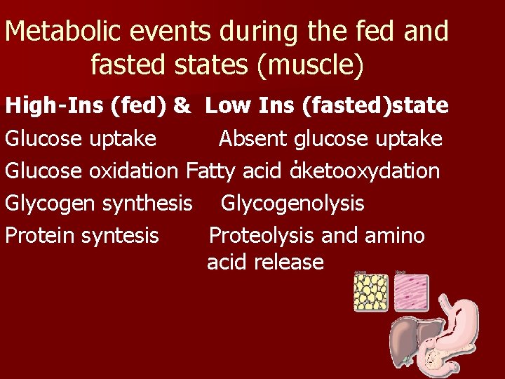 Metabolic events during the fed and fasted states (muscle) High-Ins (fed) & Low Ins