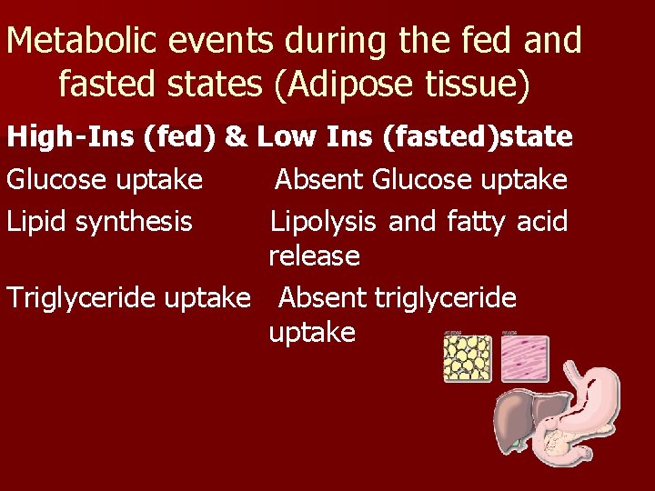 Metabolic events during the fed and fasted states (Adipose tissue) High-Ins (fed) & Low