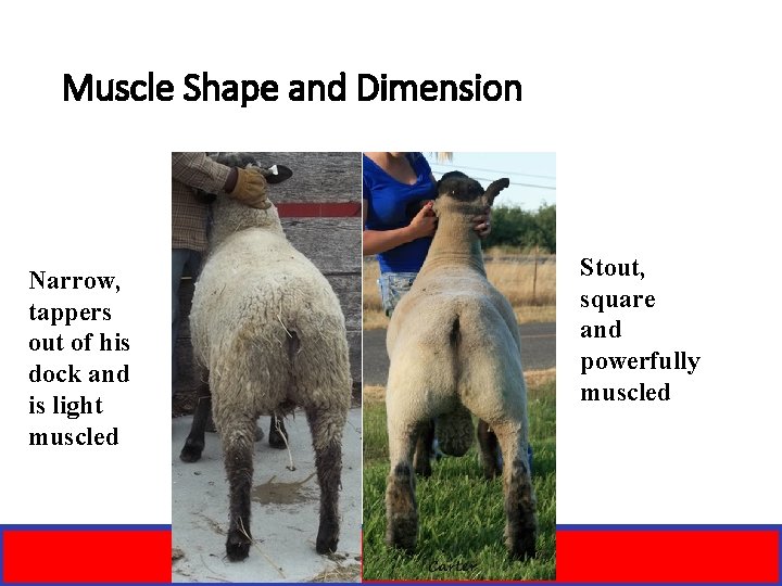 Muscle Shape and Dimension Narrow, tappers out of his dock and is light muscled