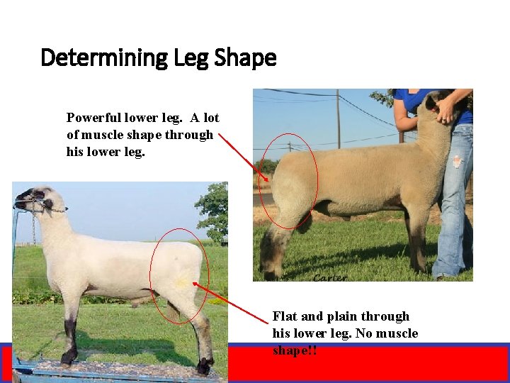 Determining Leg Shape Powerful lower leg. A lot of muscle shape through his lower