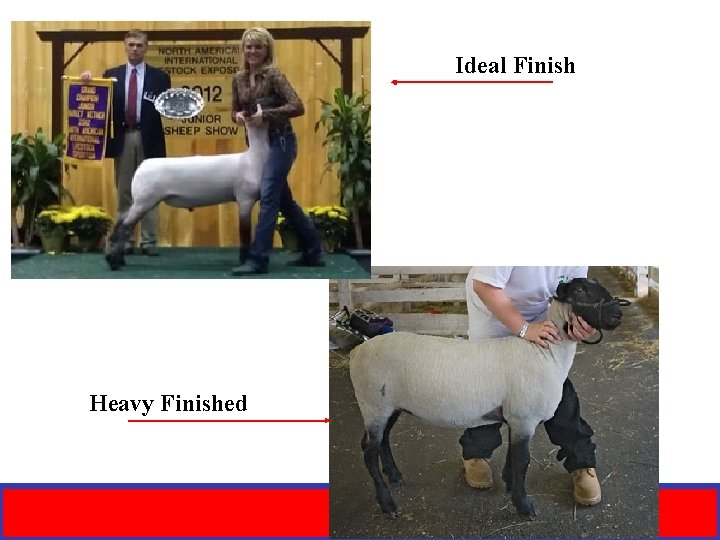 Ideal Finish Heavy Finished 