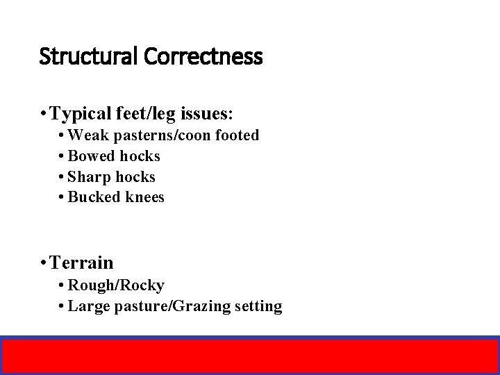 Structural Correctness • Typical feet/leg issues: • Weak pasterns/coon footed • Bowed hocks •