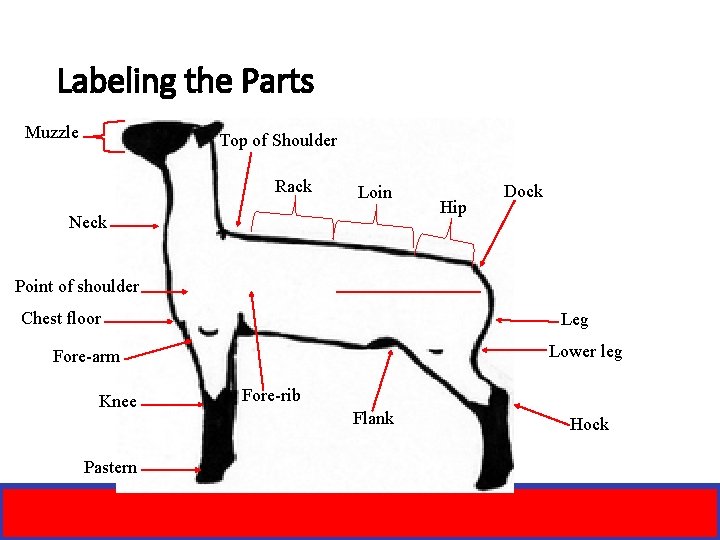 Labeling the Parts Muzzle Top of Shoulder Rack Loin Neck Hip Dock Point of