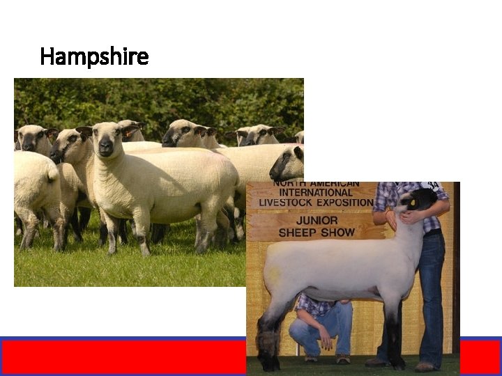 Hampshire 