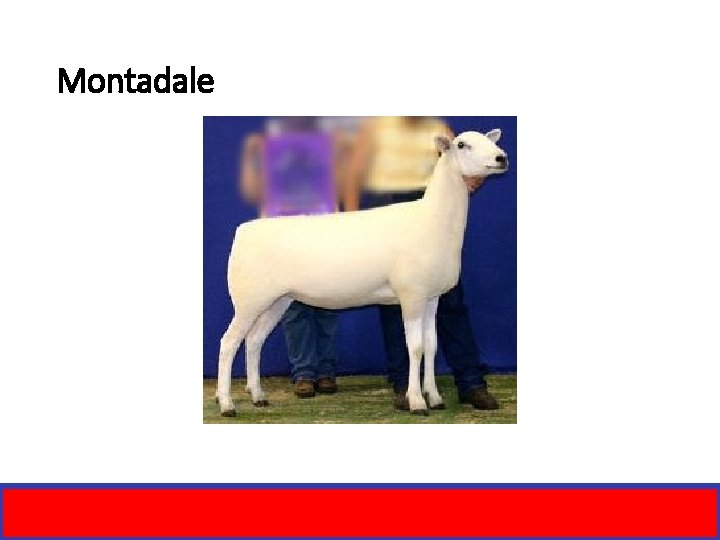 Montadale 