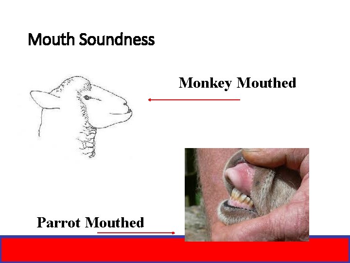 Mouth Soundness Monkey Mouthed Parrot Mouthed 