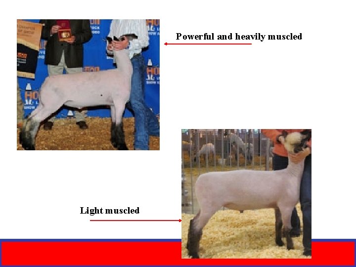 Powerful and heavily muscled Light muscled 