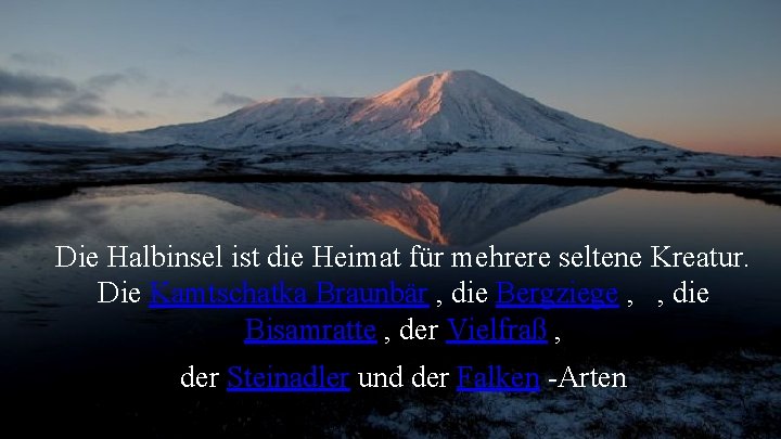 Die Halbinsel ist die Heimat für mehrere seltene Kreatur. Die Kamtschatka Braunbär , die