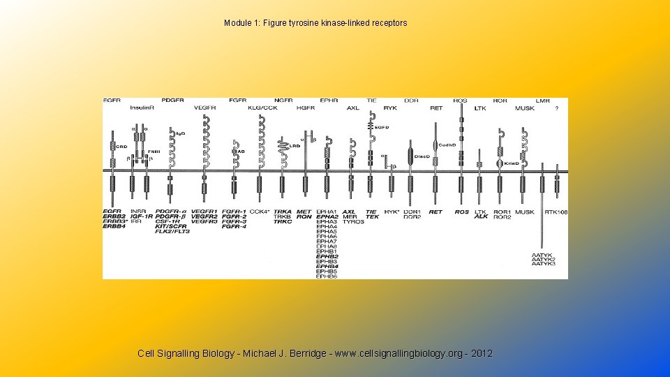 Module 1: Figure tyrosine kinase-linked receptors Cell Signalling Biology - Michael J. Berridge -