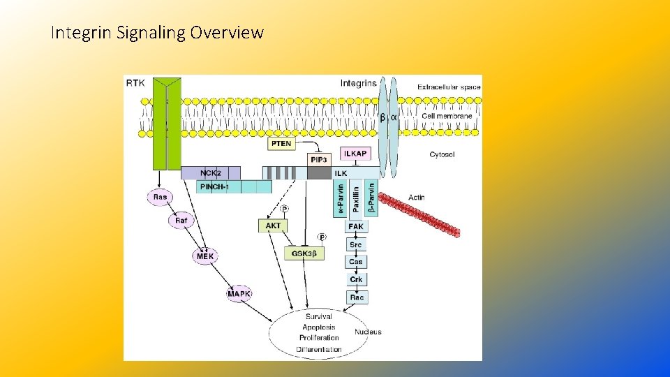 Integrin Signaling Overview 