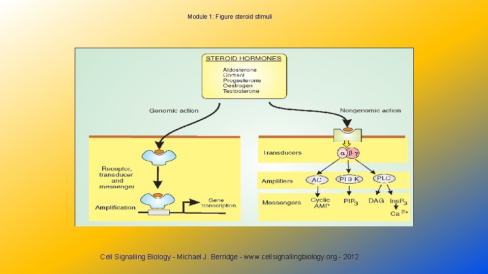 Module 1: Figure steroid stimuli Cell Signalling Biology - Michael J. Berridge - www.
