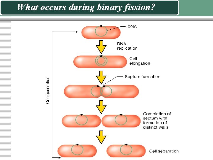 What occurs during binary fission? 