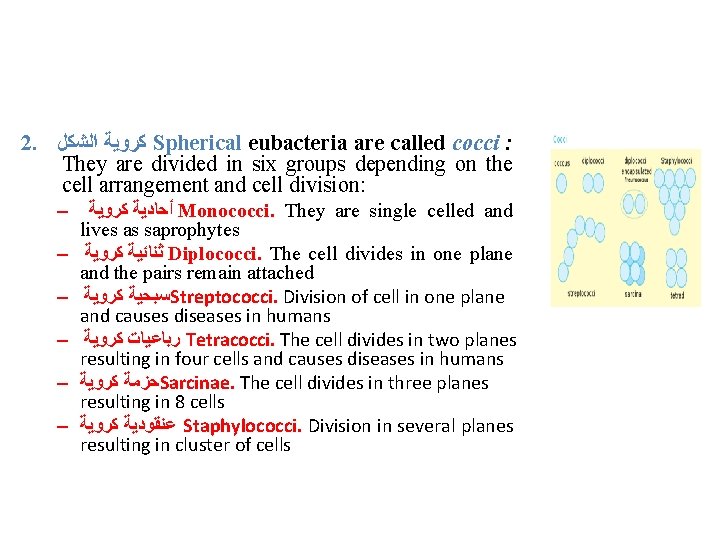 2. ﻛﺮﻭﻳﺔ ﺍﻟﺸﻜﻞ Spherical eubacteria are called cocci : They are divided in six