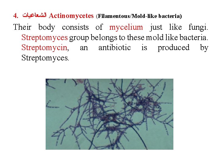 4. ﺍﻟﺸﻌﺎﻋﻴﺎﺕ Actinomycetes (Filamentous/Mold-like bacteria) Their body consists of mycelium just like fungi. Streptomyces