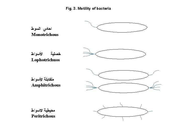 Fig. 3. Motility of bacteria ﺍﺣﺎﺩﻱ ﺍﻟﺴﻮﻁ Monotrichous ﺍﻷﺴﻮﺍﻁ ﺧﺼﻠﻴﺔ Lophotrichuos ﻣﺘﻘﺎﺑﻠﺔ ﺍﻷﺴﻮﺍﻁ Amphitrichous