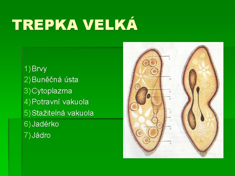 TREPKA VELKÁ 1) Brvy 2) Buněčná ústa 3) Cytoplazma 4) Potravní vakuola 5) Stažitelná