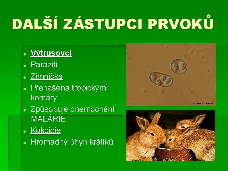 DALŠÍ ZÁSTUPCI PRVOKŮ Výtrusovci Paraziti Zimnička Přenášena tropickými komáry Způsobuje onemocnění MALÁRIE Kokcidie Hromadný