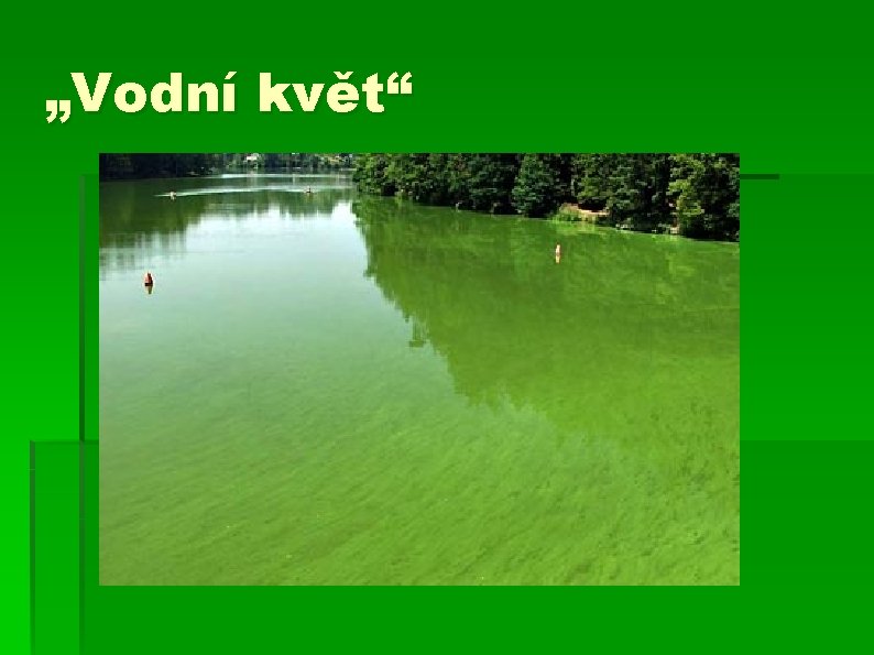 „Vodní květ“ 