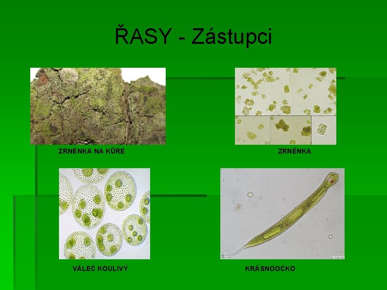 ŘASY - Zástupci ZRNĚNKA NA KŮŘE VÁLEČ KOULIVÝ ZRNĚNKA KRÁSNOOČKO 