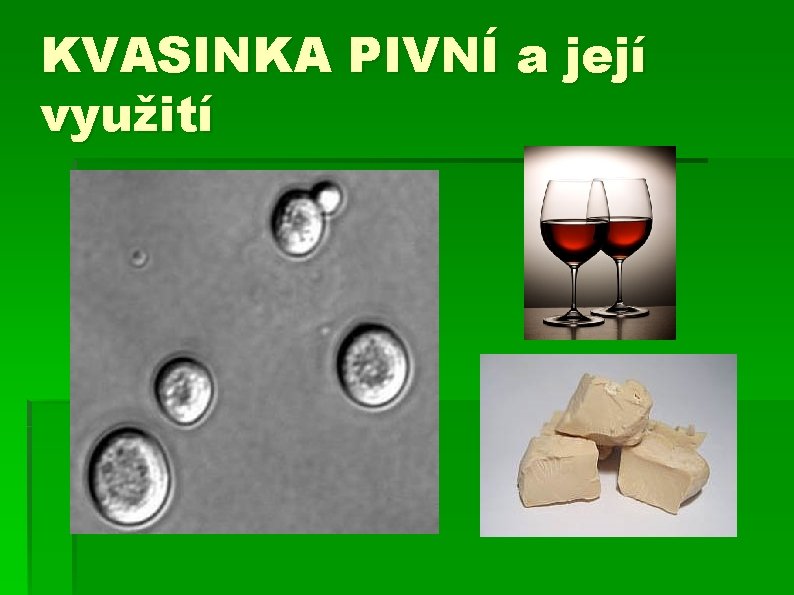 KVASINKA PIVNÍ a její využití 
