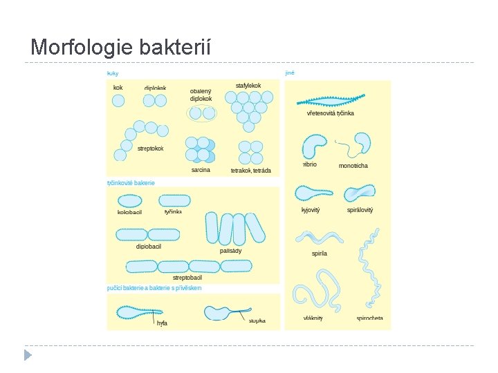 Morfologie bakterií 