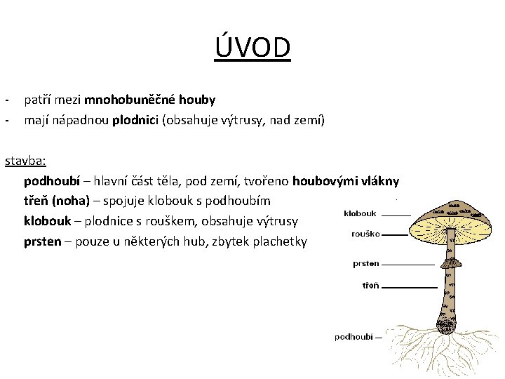 ÚVOD - patří mezi mnohobuněčné houby mají nápadnou plodnici (obsahuje výtrusy, nad zemí) stavba: