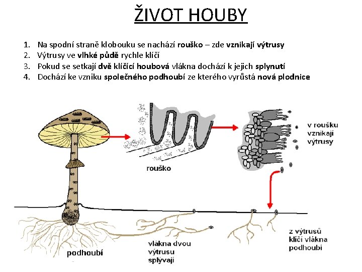 ŽIVOT HOUBY 1. 2. 3. 4. Na spodní straně klobouku se nachází rouško –