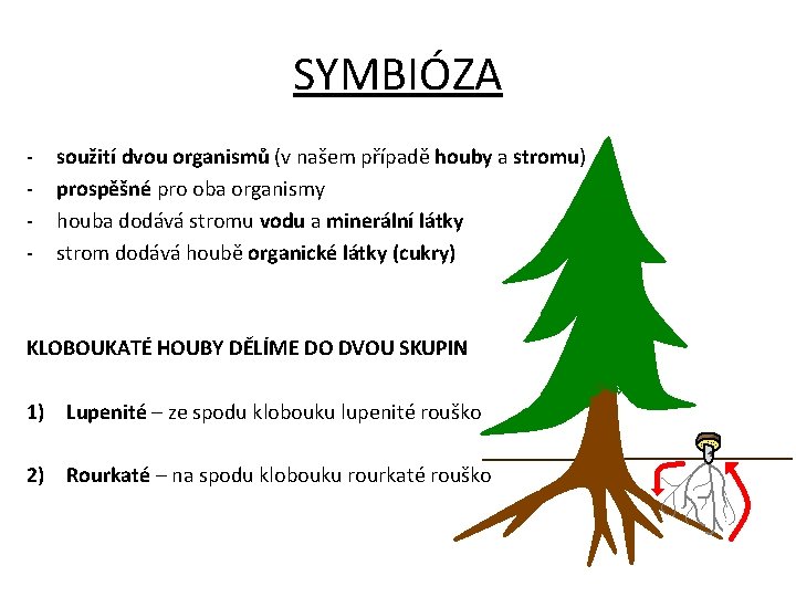 SYMBIÓZA - soužití dvou organismů (v našem případě houby a stromu) prospěšné pro oba