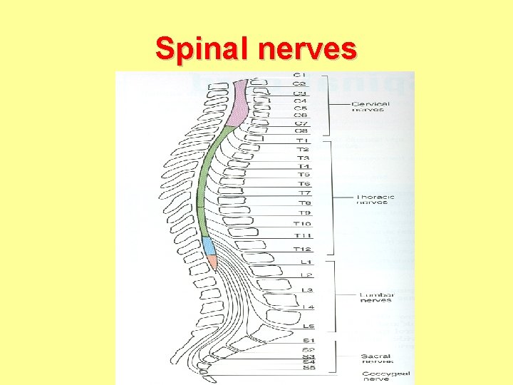 Spinal nerves 