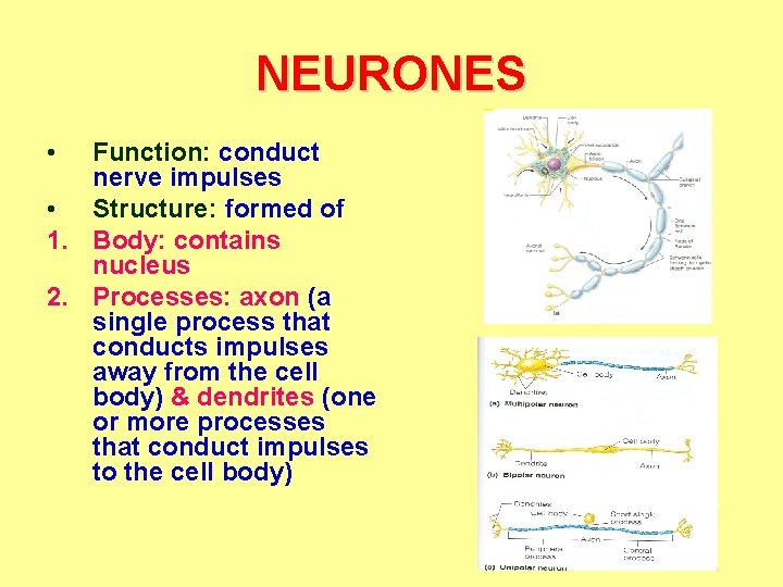 NEURONES • Function: conduct nerve impulses • Structure: formed of 1. Body: contains nucleus