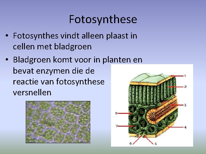 Fotosynthese • Fotosynthes vindt alleen plaast in cellen met bladgroen • Bladgroen komt voor