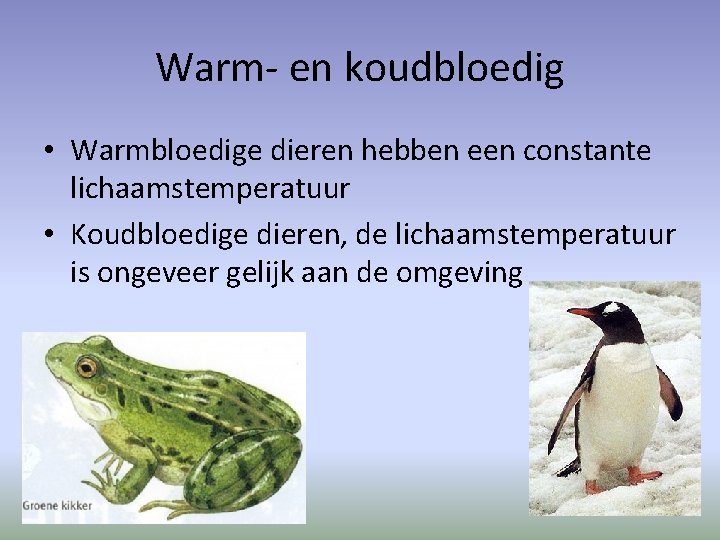 Warm- en koudbloedig • Warmbloedige dieren hebben een constante lichaamstemperatuur • Koudbloedige dieren, de