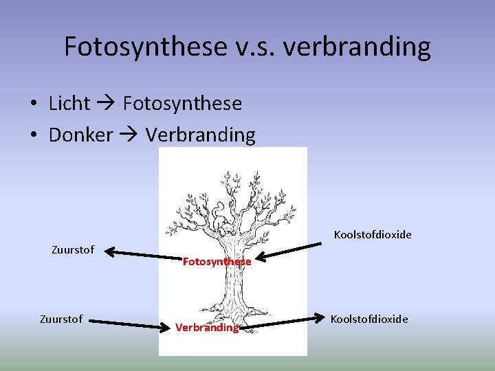 Fotosynthese v. s. verbranding • Licht Fotosynthese • Donker Verbranding Koolstofdioxide Zuurstof Fotosynthese Verbranding