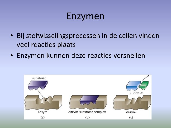 Enzymen • Bij stofwisselingsprocessen in de cellen vinden veel reacties plaats • Enzymen kunnen