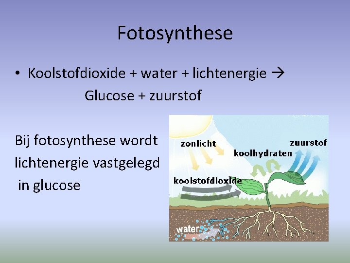 Fotosynthese • Koolstofdioxide + water + lichtenergie Glucose + zuurstof Bij fotosynthese wordt lichtenergie