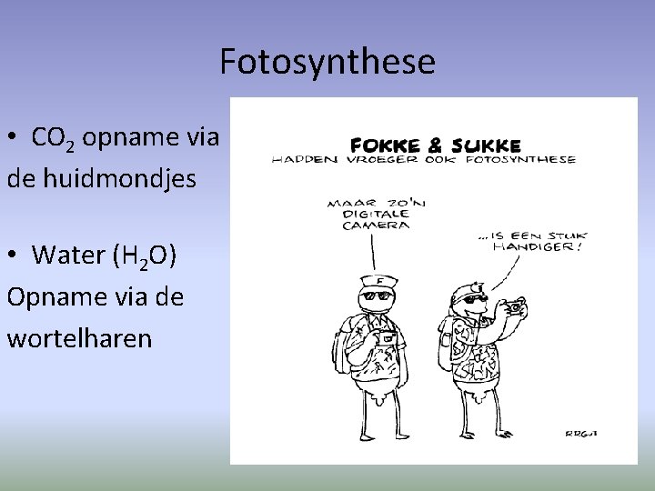 Fotosynthese • CO 2 opname via de huidmondjes • Water (H 2 O) Opname