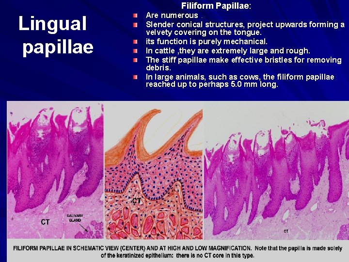  Filiform Papillae: Lingual papillae Are numerous. Slender conical structures, project upwards forming a