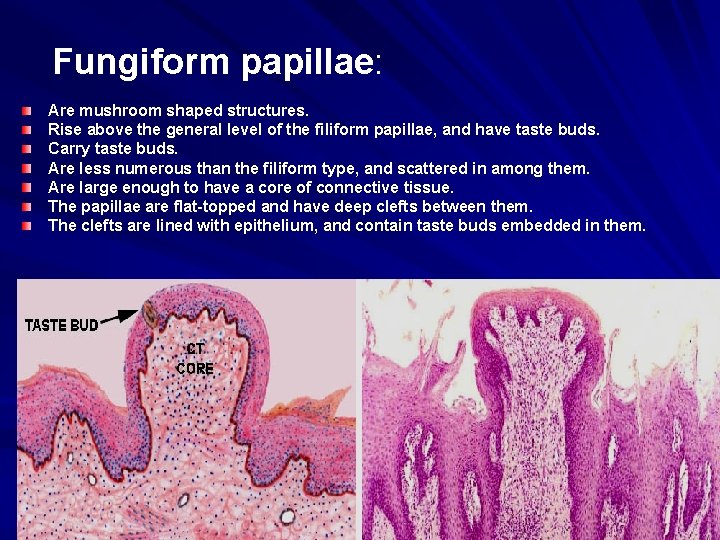 Fungiform papillae: Are mushroom shaped structures. Rise above the general level of the filiform