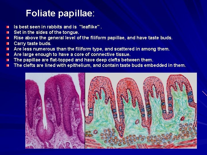 Foliate papillae: Is best seen in rabbits and is "leaflike". Set in the sides