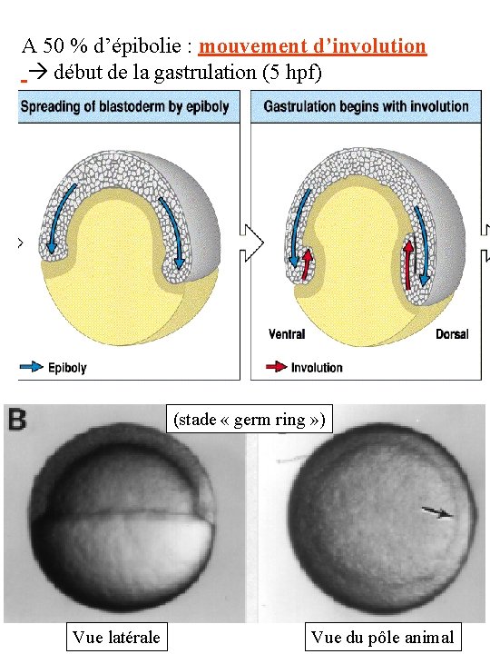 A 50 % d’épibolie : mouvement d’involution début de la gastrulation (5 hpf) La