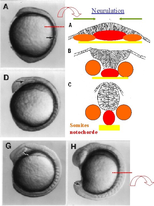 Neurulation Somites notochorde 