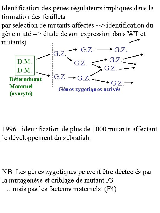Identification des gènes régulateurs impliqués dans la formation des feuillets par sélection de mutants