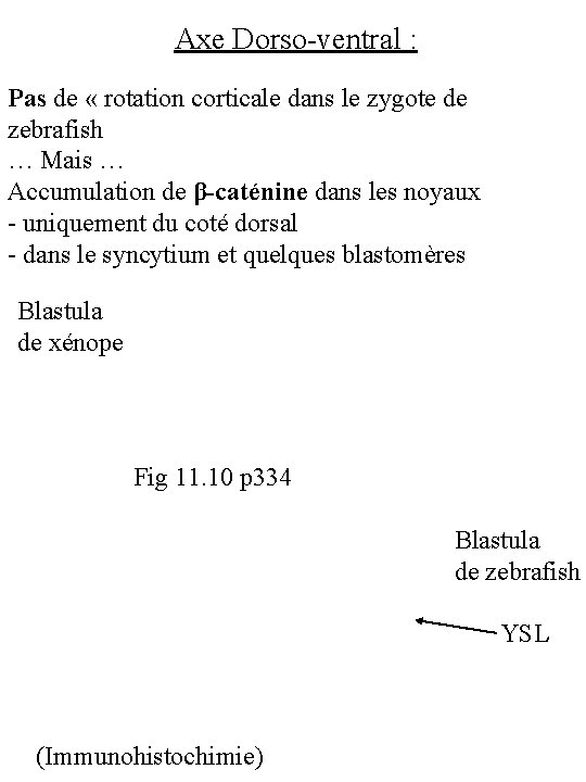 Axe Dorso-ventral : Pas de « rotation corticale dans le zygote de zebrafish …